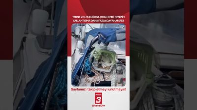 Tekne yolculuğuna çıkan kedi, denizin sallantısına daha fazla dayanamadı… 📶https://kanal3.com.tr/