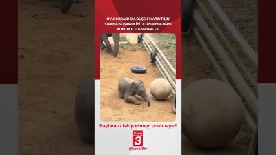 Oyun sırasında düşen yavru filin yanına koşarak iyi olup olmadığını