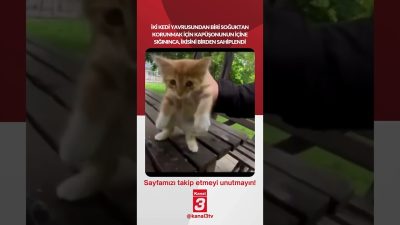 İki kedi yavrusundan biri soğuktan korunmak için kapüşonunun içine sığınınca,