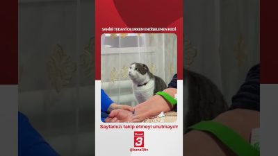 Sahibi tedavi olurken endişelenen kedi… 📶https://kanal3.com.tr/ Sosyal Medya Hesaplarımızı Takip