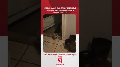 Kasırga alarmı çalınca köpeklerini eve çağırdı ve beklenmedik bir misafir