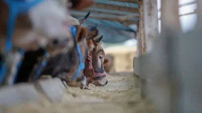 Türkiye'nin Hayvancılık Yol Haritası kapsamında yürütülen programla yurt içi hayvan