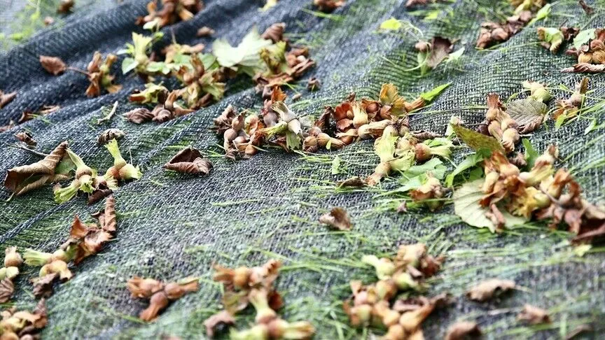 Giresun İl Tarım ve Orman Müdürlüğü, zaman ve işçilik maliyeti