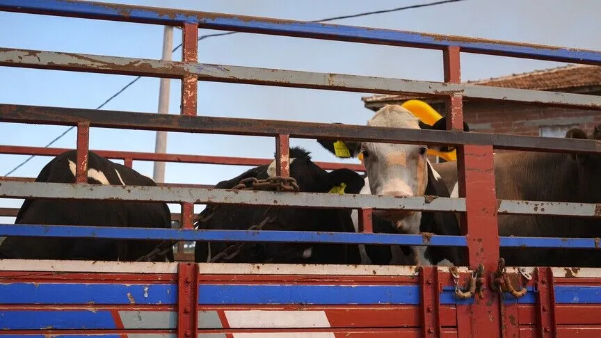 Kesimhane veya hayvan satış yerine getirilen tanımlanmamış hayvanlar, resmi veteriner