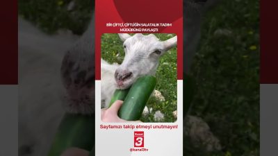 Bir çiftçi, çiftliğin salatalık tadım müdürünü paylaştı… 📶https://kanal3.com.tr/ Sosyal Medya