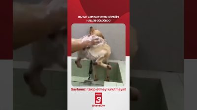 Kanal 3Cts, Eylül 19, 2026 2:00pmURL:Embed:Banyo yapmayı seven köpeğin halleri