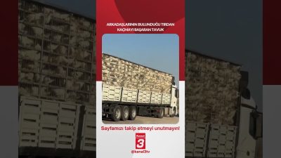 Arkadaşlarının bulunduğu tırdan kaçmayı başaran tavuk arkalarından bakakaldı… 📶https://kanal3.com.tr/ Sosyal