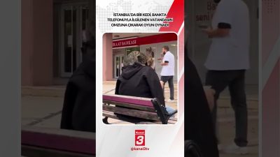 İstanbul’da bir kedi, bankta telefonuyla ilgilenen vatandaşın omzuna çıkarak oyun
