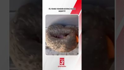 Kanal 3Paz, Ekim 18, 2026 2:00pmURL:Embed:Fil yemek yemenin sevimli halini
