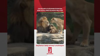 Kanal 3Sal, Ekim 6, 2026 2:00pmURL:Embed:Çocuklarıyla ilgilenmek istemeyen baba aslan,