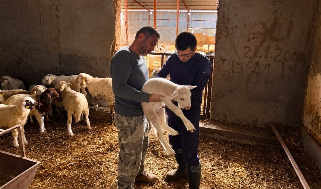 Afyonkarahisar’da hayvan sağlığının korunması, bulaşıcı hayvan hastalıklarının önlenmesi ve hayvan
