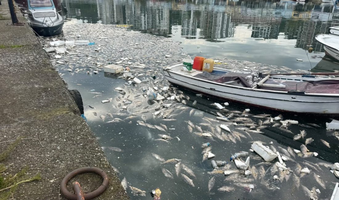 Karadeniz'de son haftalarda yaşanan palamut bereketi tezgâhları ve sofraları şenlendirirken