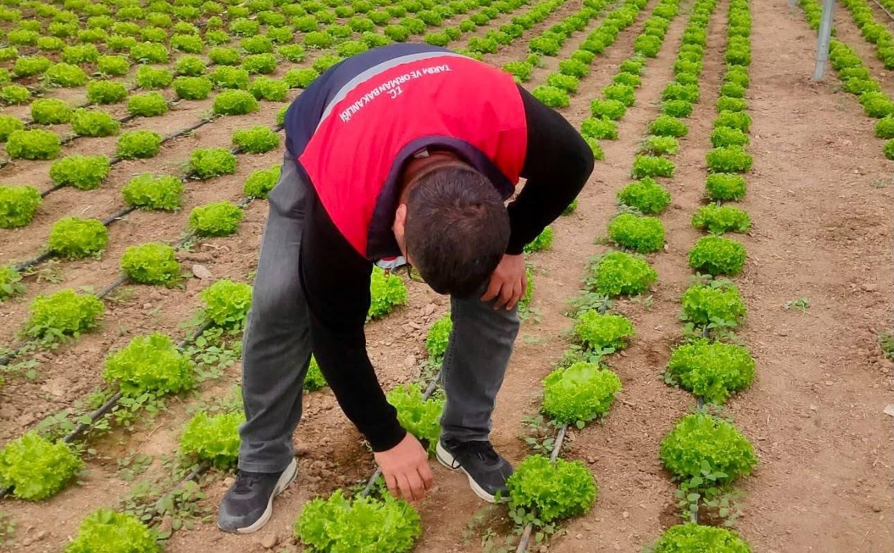 Bolvadin’de tarım öğrencilerinin uygulamalı eğitimleri incelendi 1 Bolvadin’de tarım öğrencilerinin uygulamalı eğitimleri incelendi