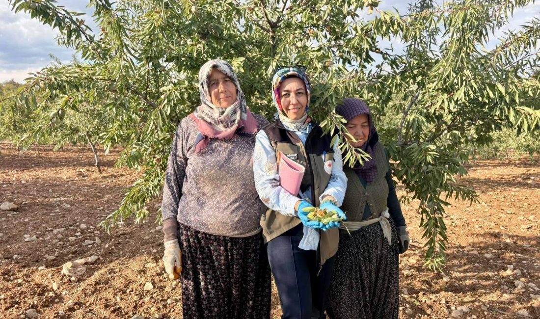 Afyonkarahisar’da meyve bahçelerinde bitki sağlığını tehdit eden Xylella fastidiosa etmenine
