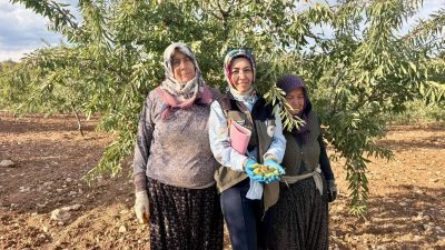 Afyonkarahisar’da meyve bahçelerinde bitki sağlığını tehdit eden Xylella fastidiosa etmenine
