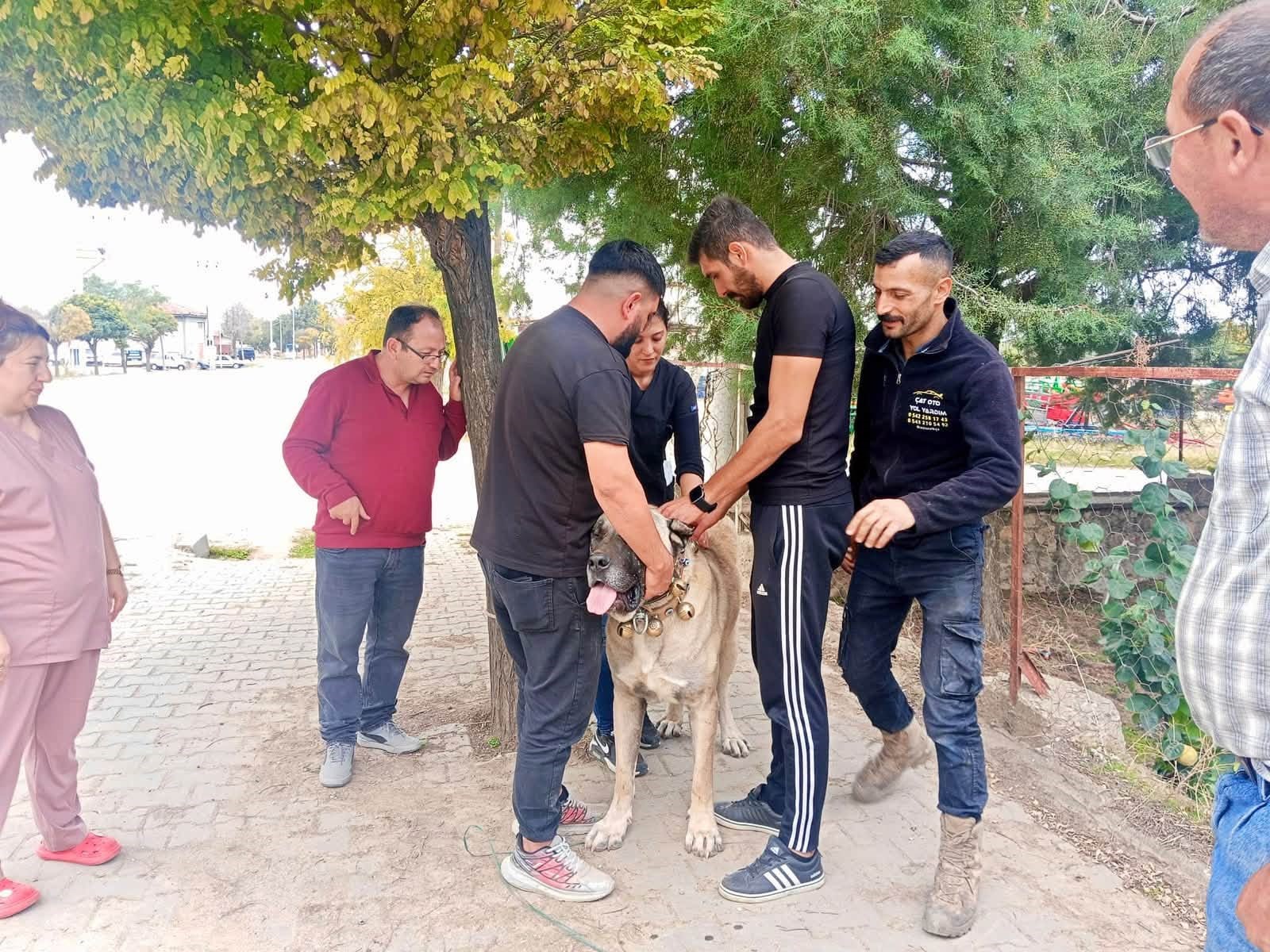 Başmakçı’da evcil hayvanlara mikroçip uygulaması 1 Başmakçı’da evcil hayvanlara mikroçip uygulaması