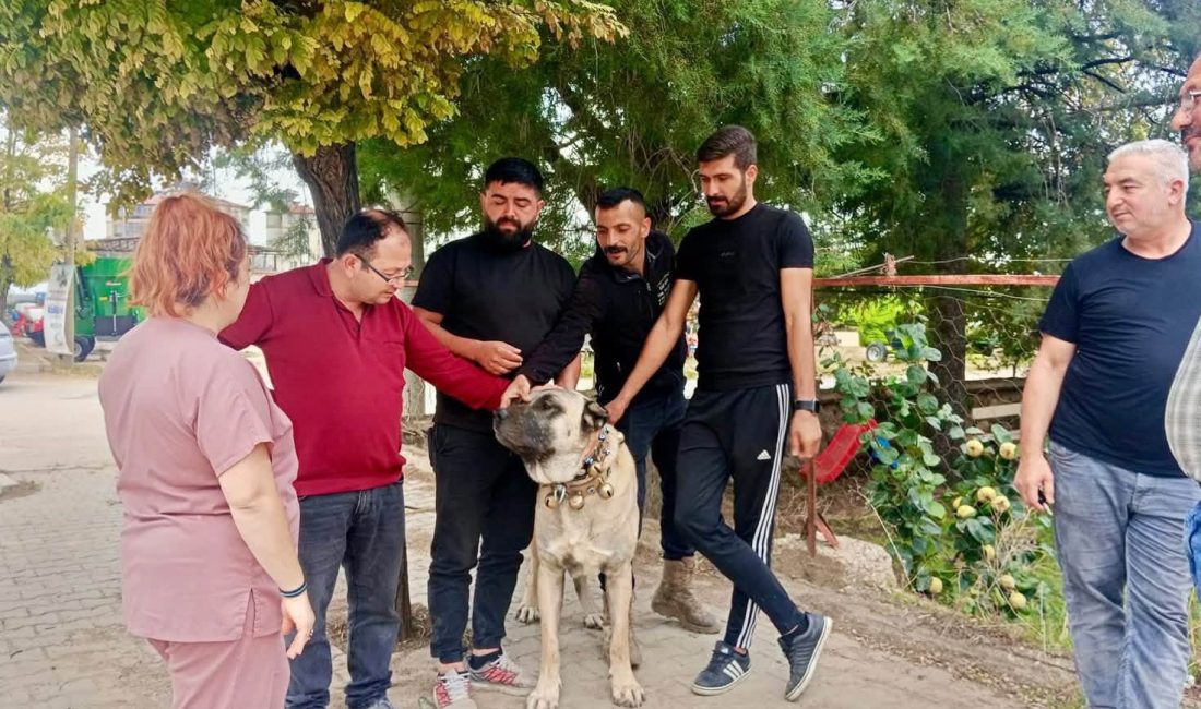 Afyonkarahisar’ın Başmakçı ilçesinde evcil hayvanların kayıt altına alınması ve kimliklendirilmesi