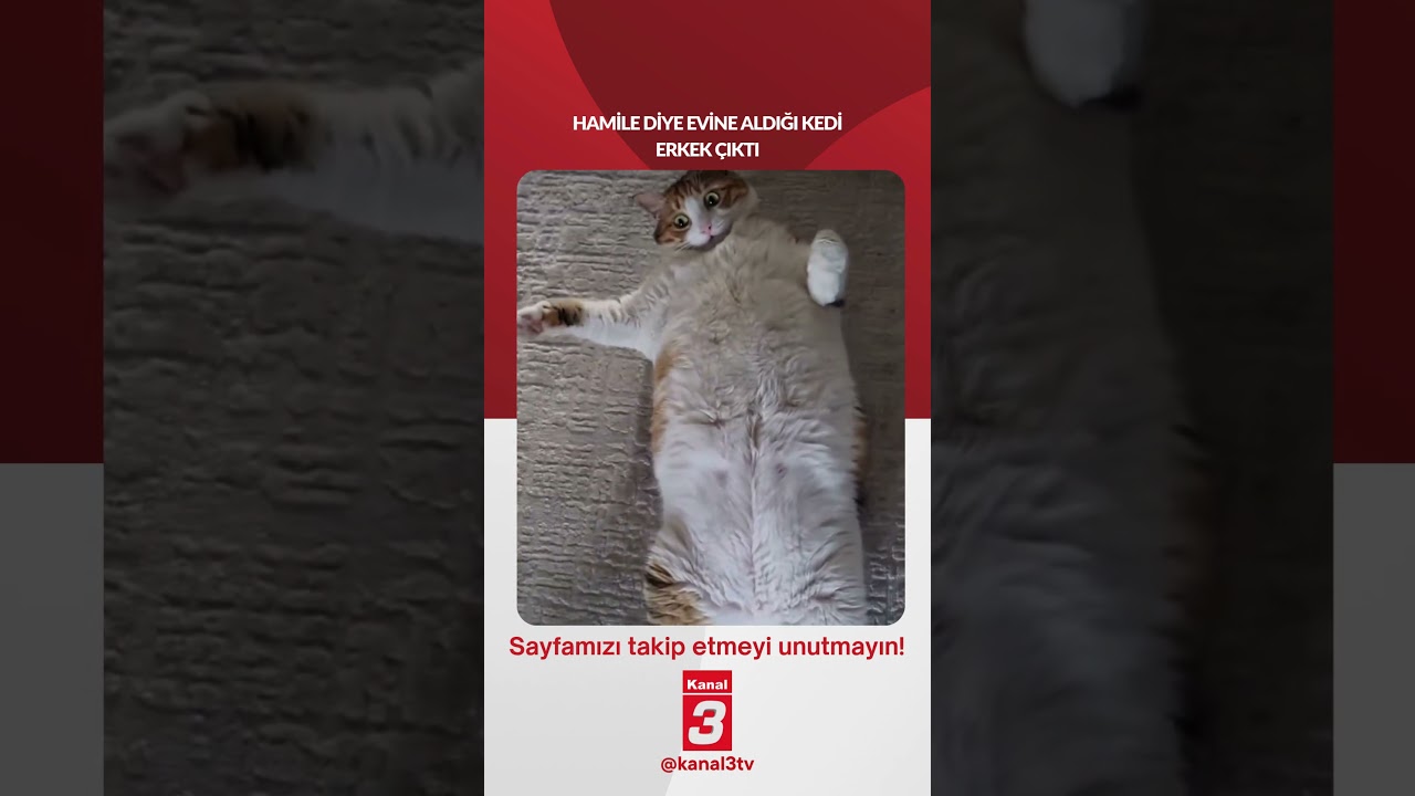 Hamile diye evine aldığı kedi erkek çıktı… 📶https://kanal3.com.tr/ Sosyal Medya