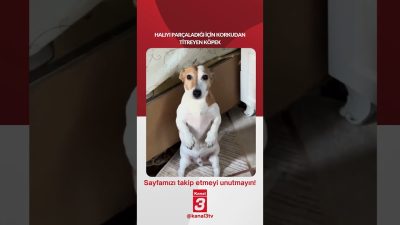 Kanal 3Cts, Ekim 3, 2026 4:00pmURL:Embed:Halıyı parçaladığı için korkudan titreyen