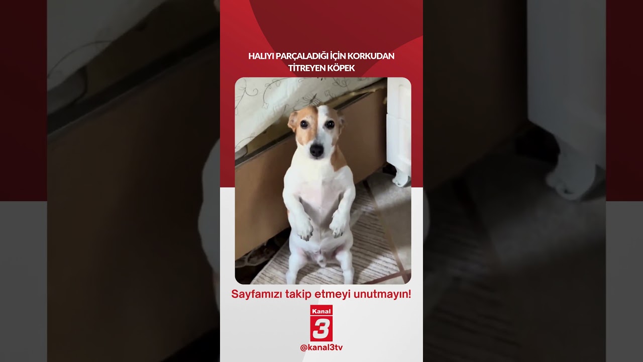 Halıyı parçaladığı için korkudan titreyen köpek… 📶https://kanal3.com.tr/ Sosyal Medya Hesaplarımızı