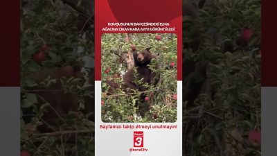 Kanal 3Cts, Ekim 3, 2026 12:00pmURL:Embed:Bir adam, komşusunun bahçesindeki elma