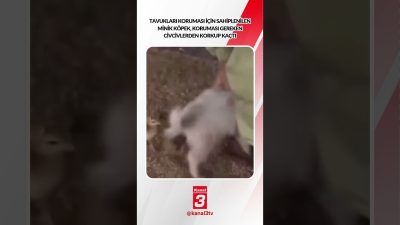 Kanal 3Cum, Ekim 23, 2026 4:00pmURL:Embed:Tavukları koruması için sahiplenilen minik