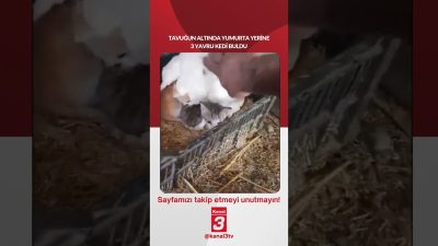 Kanal 3Cum, Ekim 2, 2026 12:00pmURL:Embed:Tavuğun altında yumurta yerine 3