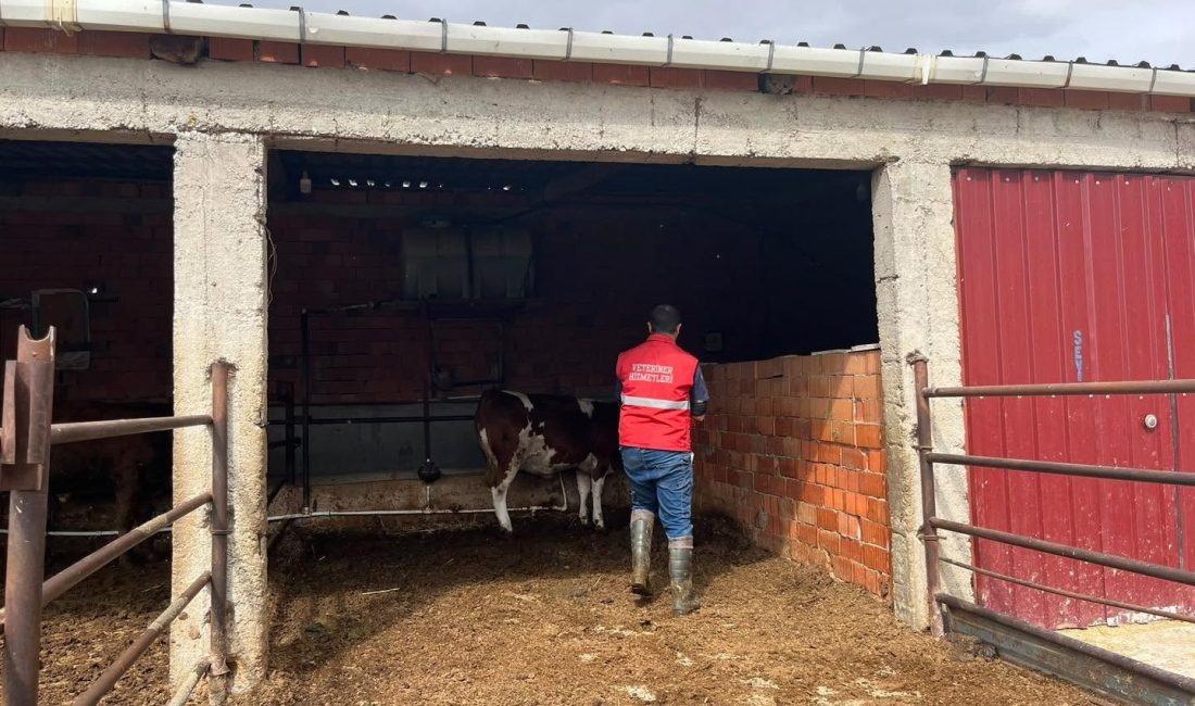 Afyonkarahisar’ın İhsaniye ilçesinde bulaşıcı hayvan hastalıklarıyla mücadele kapsamında büyükbaş hayvanlara