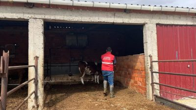 Afyonkarahisar’ın İhsaniye ilçesinde bulaşıcı hayvan hastalıklarıyla mücadele kapsamında büyükbaş hayvanlara
