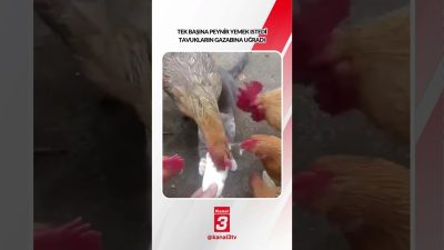 Kanal 3Per, Ekim 15, 2026 4:00pmURL:Embed:Tek başına peynir yemek istedi