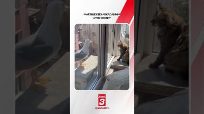 Kanal 3Paz, Ekim 25, 2026 8:00amURL:Embed:Martı ile kedi arkadaşının koyu