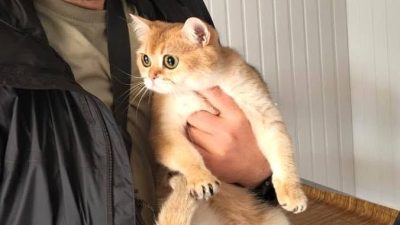 Afyonkarahisar’da sahipli kedi ve köpeklerin mikroçip ile kimliklendirilmesi, kayıt altına