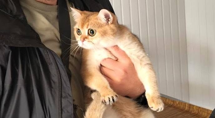 Afyonkarahisar’da sahipli kedi ve köpeklerin mikroçip ile kimliklendirilmesi, kayıt altına