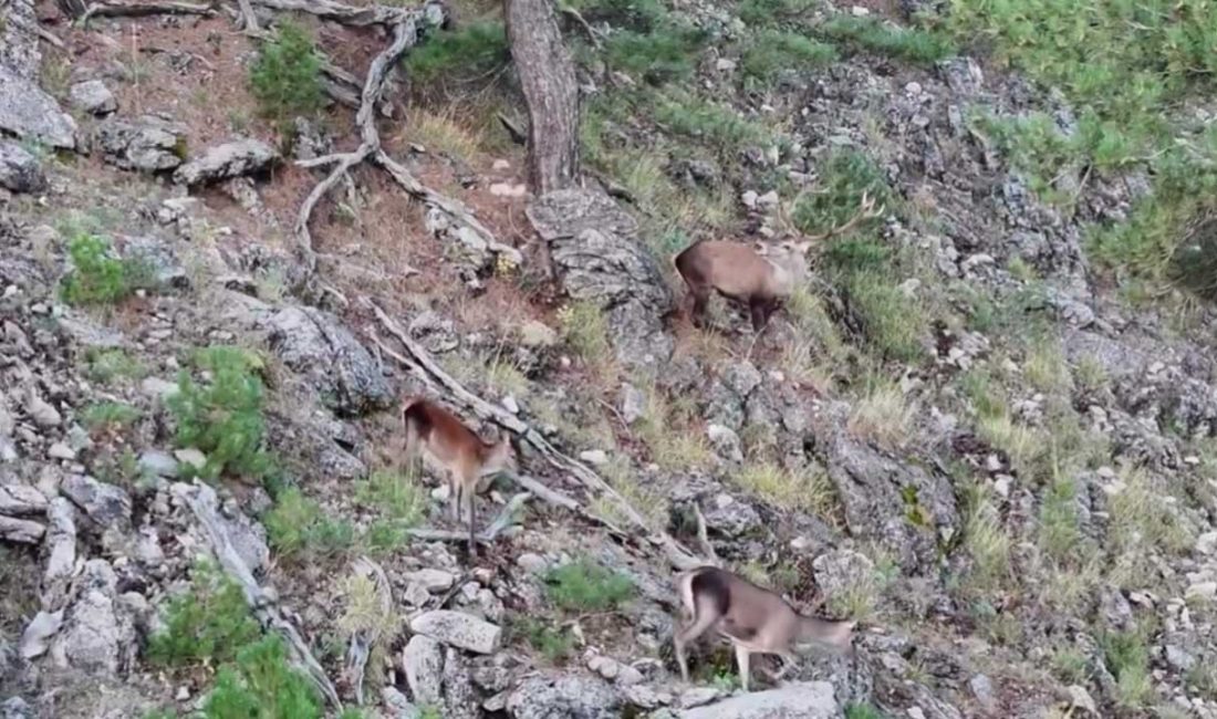 Denizli ile Afyonkarahisar sınırındaki Akdağ Milli Parkı'nda yaşayan kızıl geyiklerin