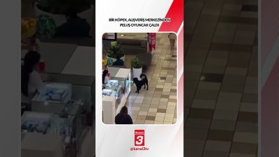 Kanal 3Cum, Ekim 16, 2026 4:00pmURL:Embed:Bir köpek, alışveriş merkezinden peluş