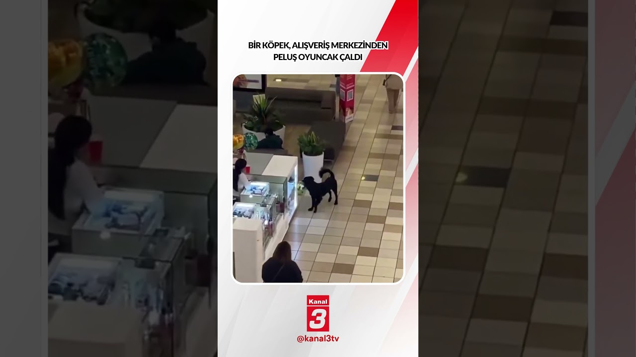 Bir köpek, alışveriş merkezinden peluş oyuncak çaldıktan sonra kovalandı… 📶https://kanal3.com.tr/