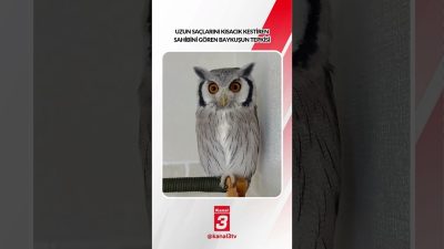Uzun saçlarını kısacık kestiren sahibini gören baykuşun tepkisi… 📶https://kanal3.com.tr/ Sosyal
