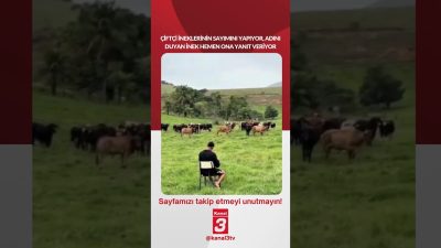 Çiftçi ineklerinin sayımını yapıyor, Adını duyan inek hemen ona yanıt