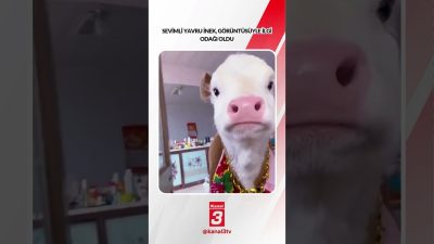 Kanal 3Cum, Ekim 23, 2026 2:00pmURL:Embed:Sevimli yavru inek, görüntüsüyle ilgi