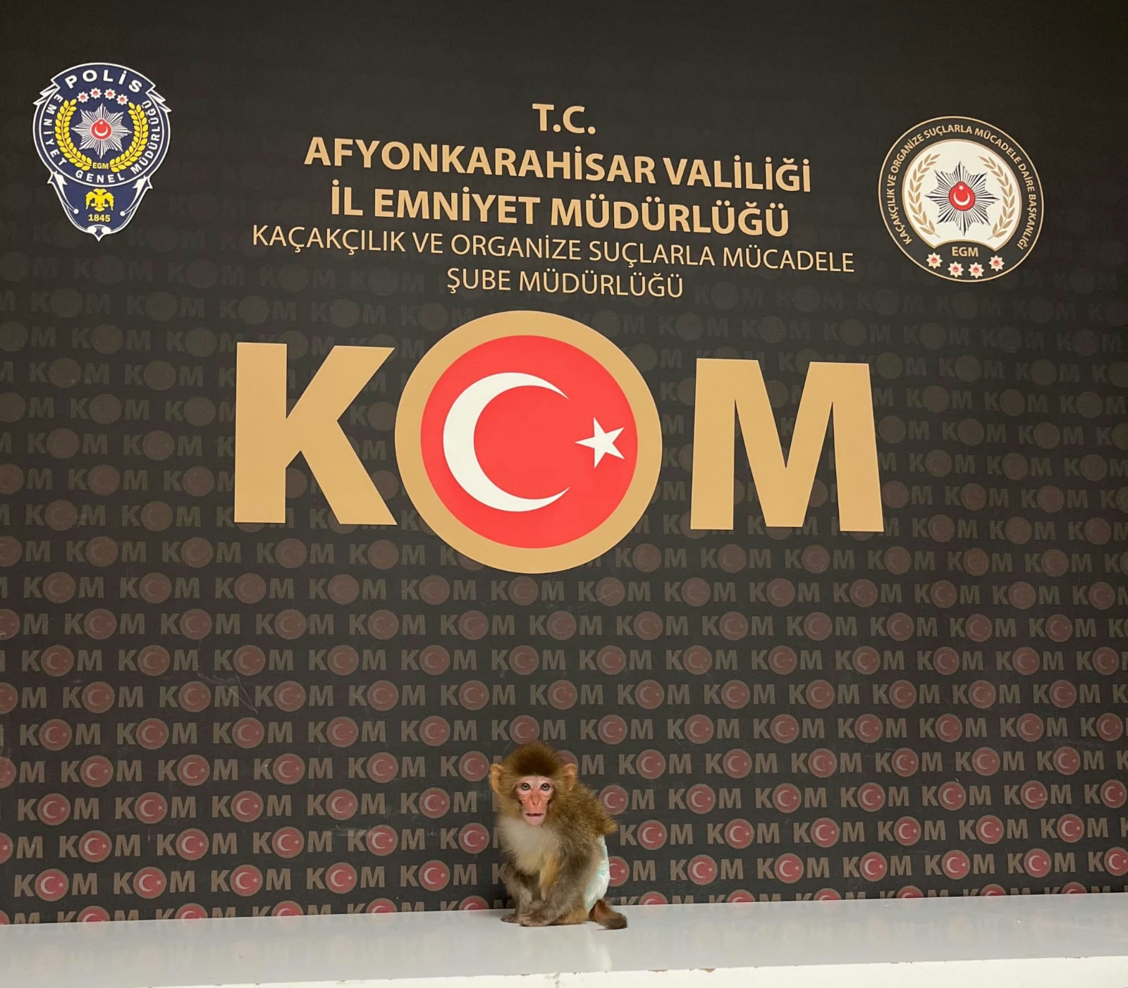 Afyonkarahisar’da evde beslenen makak maymunu ele geçirildi 1 Afyonkarahisar’da evde beslenen makak maymunu ele geçirildi