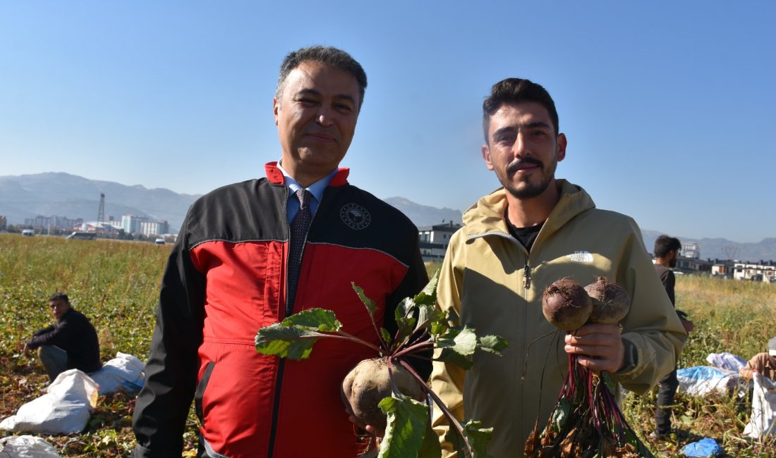 Afyonkarahisar'da alternatif ürünler arasında yer alan kırmızı pancar üretimi, sözleşmeli