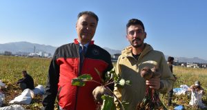 Afyonkarahisar'da alternatif ürünler arasında yer alan kırmızı pancar üretimi, sözleşmeli