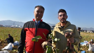 Afyonkarahisar'da alternatif ürünler arasında yer alan kırmızı pancar üretimi, sözleşmeli