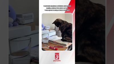 Yazıcının başında kâğıdın çıkmasını sabırla bekleyen kedi, sayfa yaklaşmaya başlayınca