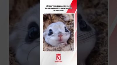 Kanal 3Çar, Ekim 21, 2026 4:00pmURL:Embed:Ağaç kovuklarında yaşayan ve Japonya’ya