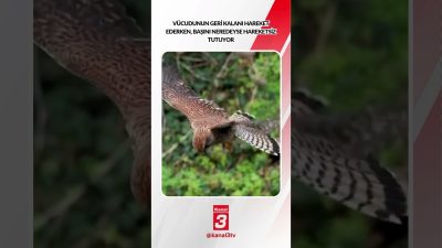 Kanal 3Cts, Ekim 24, 2026 8:00amURL:Embed:Vücudunun geri kalanı hareket ederken