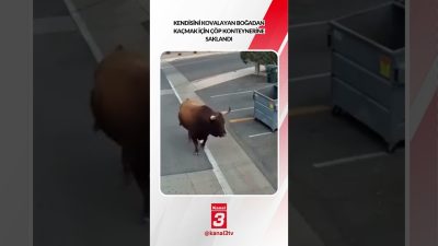 Kanal 3Per, Ekim 22, 2026 2:00pmURL:Embed:Kendisini kovalayan boğadan kaçmak için