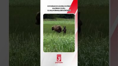 Kanal 3Çar, Ekim 28, 2026 4:00pmURL:Embed:Fotoğrafçıya doğru patisini kaldıran yavru,