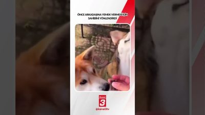 Önce arkadaşına yemek vermesi için sahibini yönlendirdi… 📶https://kanal3.com.tr/ Sosyal Medya