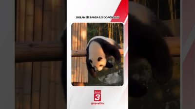 Sıkılan bir panda ilgi odağı oldu… 📶https://kanal3.com.tr/ Sosyal Medya Hesaplarımızı